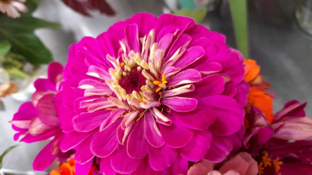 Johnny’s Selected Seeds Review: Is It the Right Choice for Cut Flower Growers?